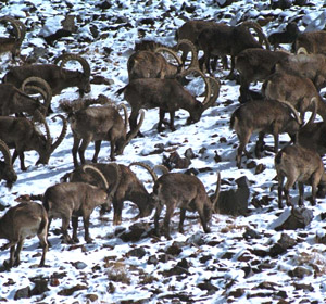 Ibex hunting in Tajikistan