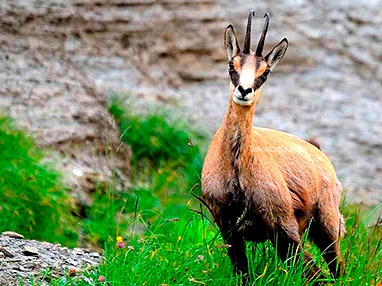 Turkish bezoar ibex hunt image