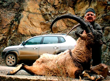 Turkish bezoar ibex hunt image