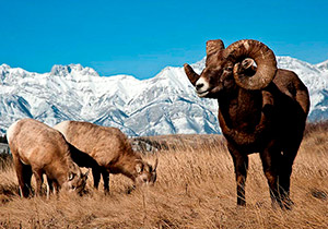 Bighorn Snowsheep hunt image