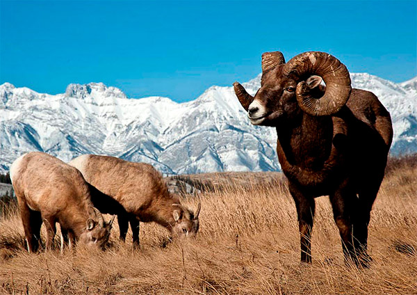 bighorn snow sheep hunt image