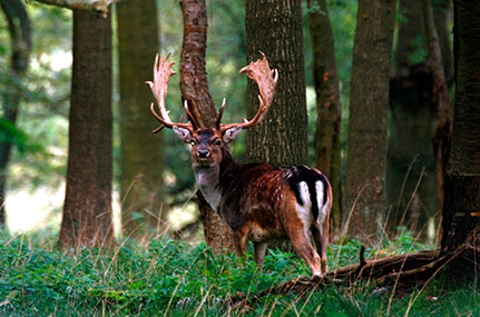 Hungarian fallow buck hunt image