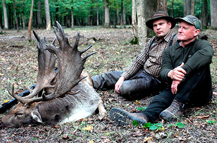Hungarian fallow buck hunt image