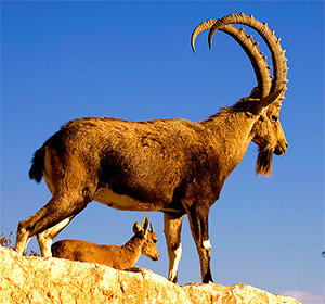 Ibex hunt image