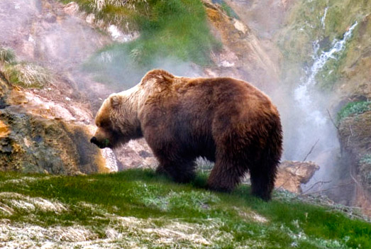 russian brown bear hunt image