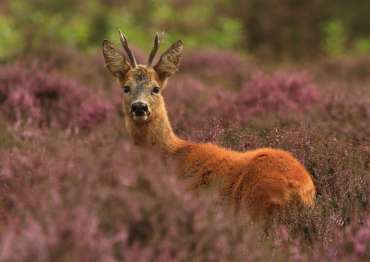 Roebuck deer