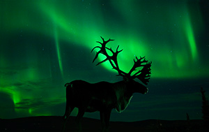 Alaskan hunts image