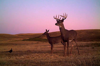 Alberta hunt image