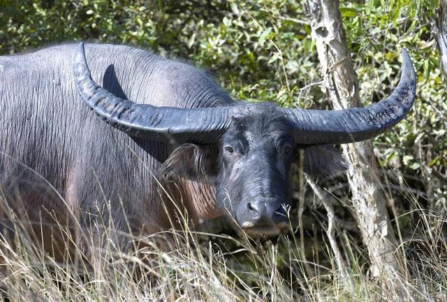 asiatic buffalo