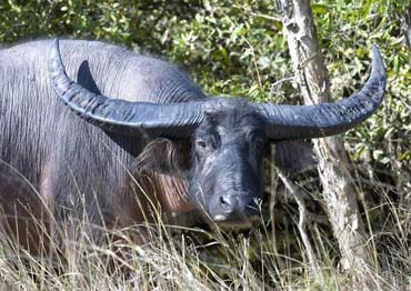 asiatic buffalo