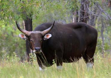 banteng hunts