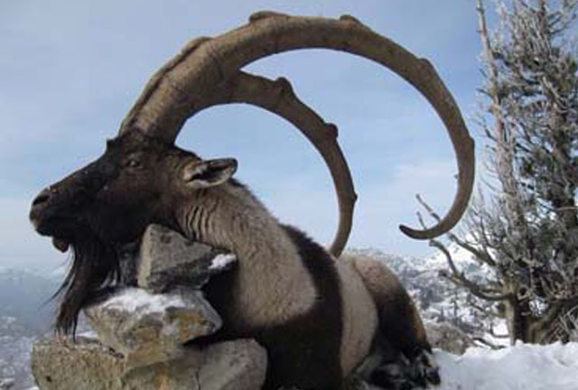 Bezoar Ibex hunting in Turkey