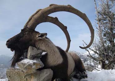 bezoar ibex