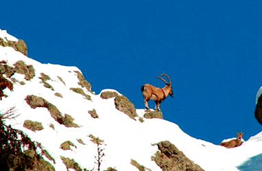 Turkish bezoar ibex hunt image