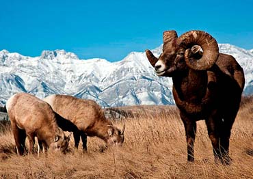 Big Horn Snow Sheep