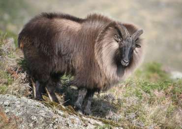 Bull Tahr