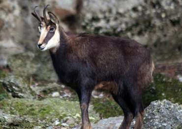 Chamois buck