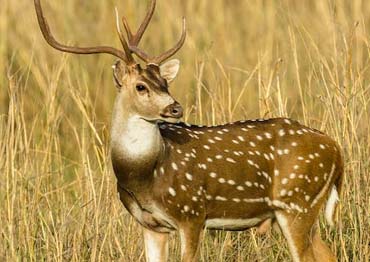 chital deer