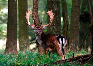 fallow buck