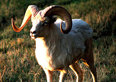 Hume Argali