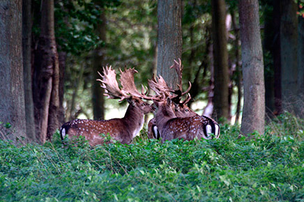 Hungarian fallow buck hunt image