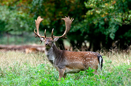 Hungarian fallow buck hunt image