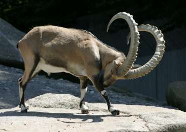 Ibex