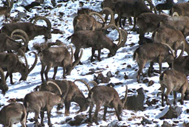 Ibex hunting in Tajikistan