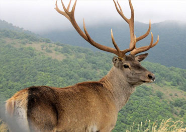 Maral stag