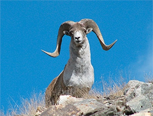 Marcopolo hunt image