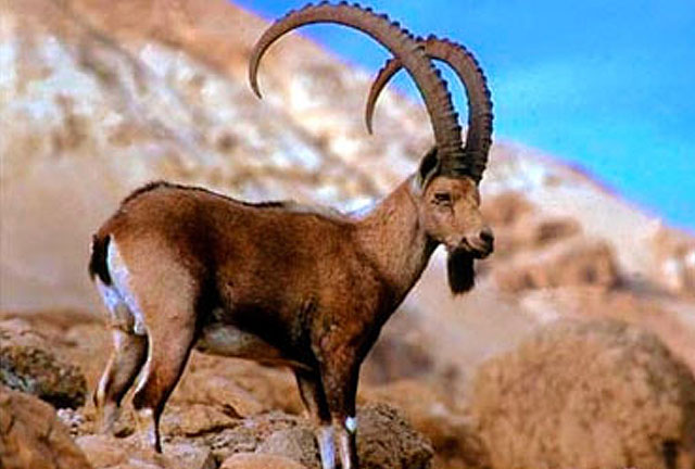 Mid Asian Ibex