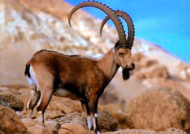 Mid Asian Ibex