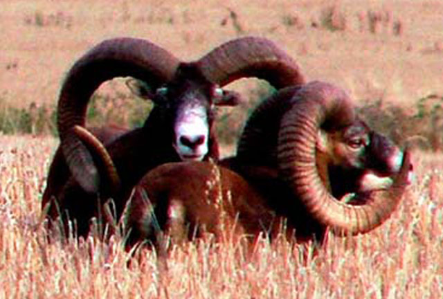 Mouflon Ram