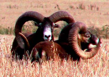 mouflon ram