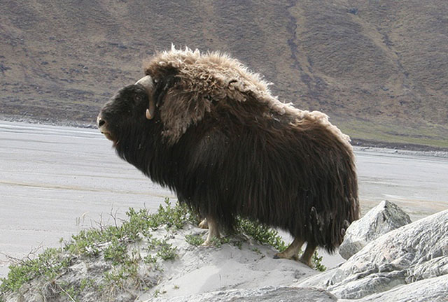 Musk Ox