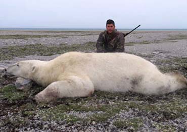 Polar Bear hunts