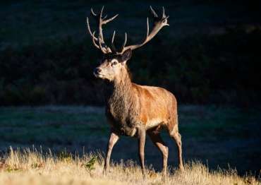 Red deer