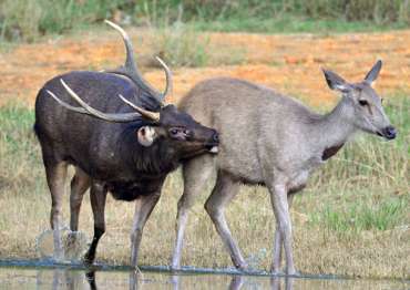 Sambar Stag