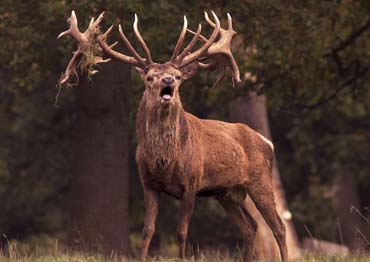 Sambar Stag