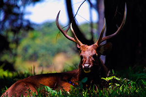 Sambar stag hunt