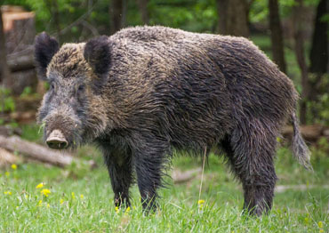 ussuri wild boar